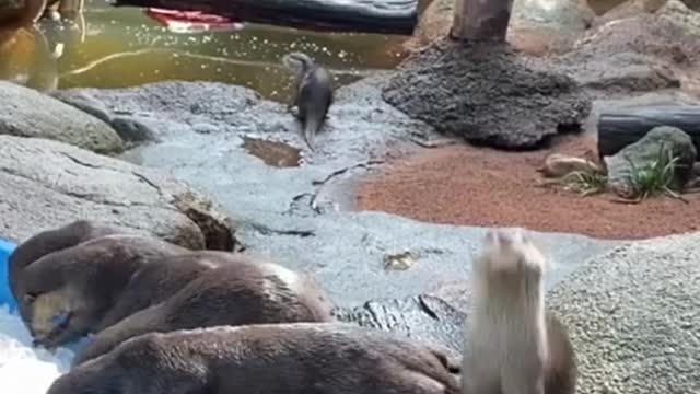 What is it about otters and ice?