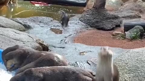 What is it about otters and ice?