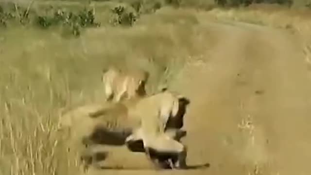 The lion is too fierce