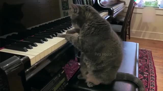 Try not to laugh -funny cat and dog video compilation ! Pets house