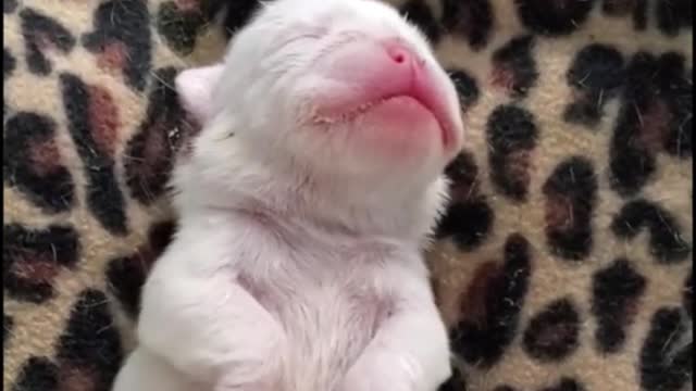 This is a newborn puppy that can't even open its eyes