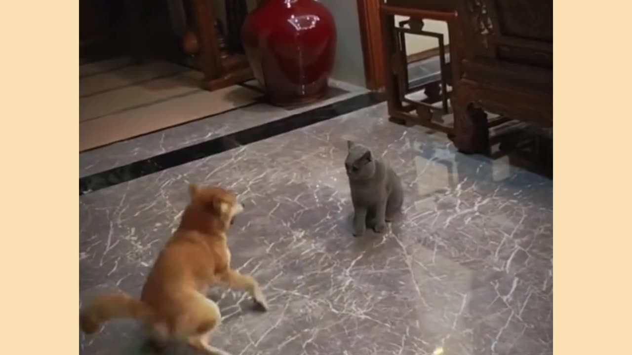 Funny cat and dog video