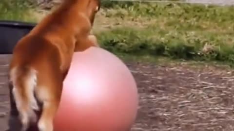 I like baby pony 🥰