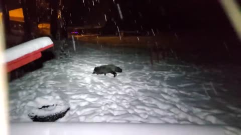 Finnegan's foxes and cat play in the snow! A surprise visit from a border collie!