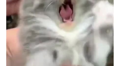 Funny cats time best cats