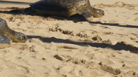 Maui - sea turtles on the beach