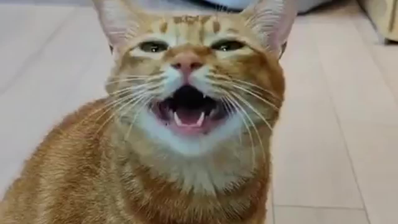 Singing Cute Cat