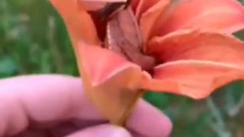 The smallest snake in flowers