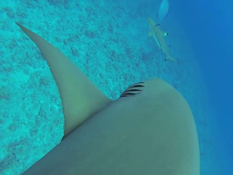 Brave diver swims with massive lemon shark