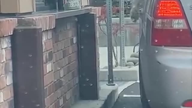 Videos of Super Funny Dogs. Really Funny! 🤣