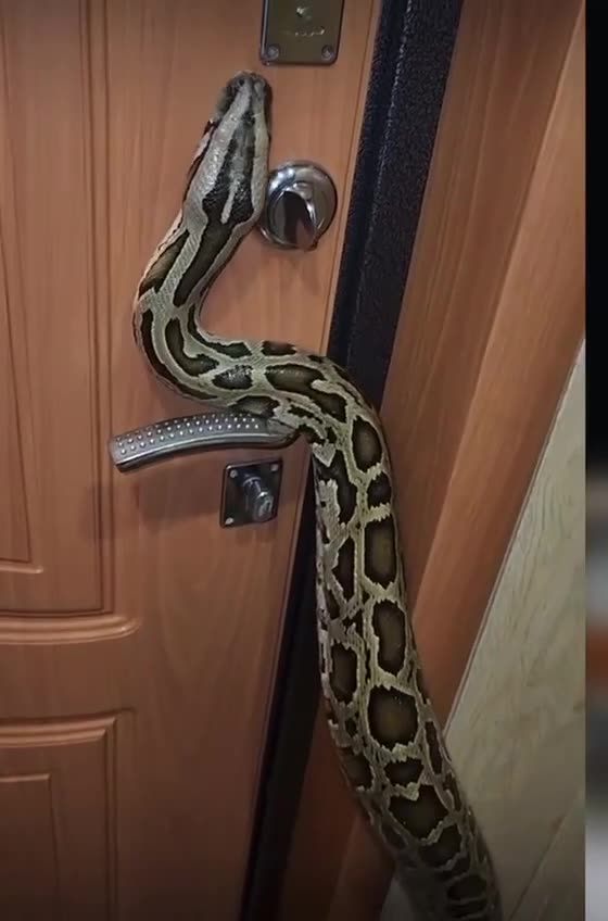 Hell to the NO on this idea 👎👎