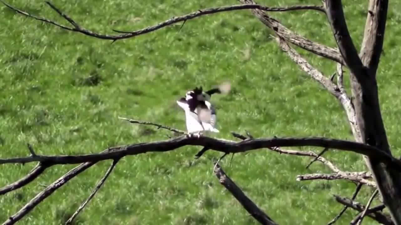 AMAZING FIGHT BETWEEN ANIMALS