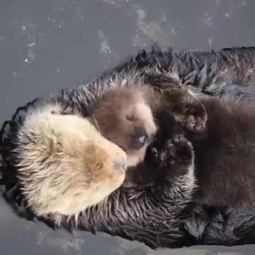 Various instances of pets being petted by residents No. 3 mom love