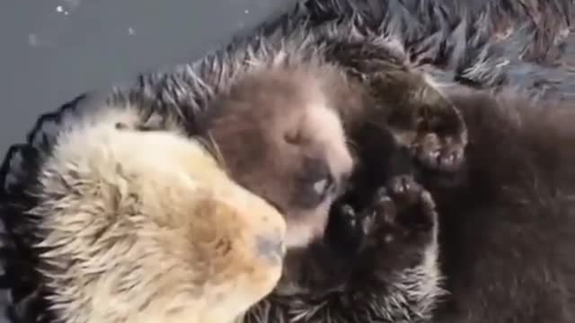 Various instances of pets being petted by residents No. 3 mom love