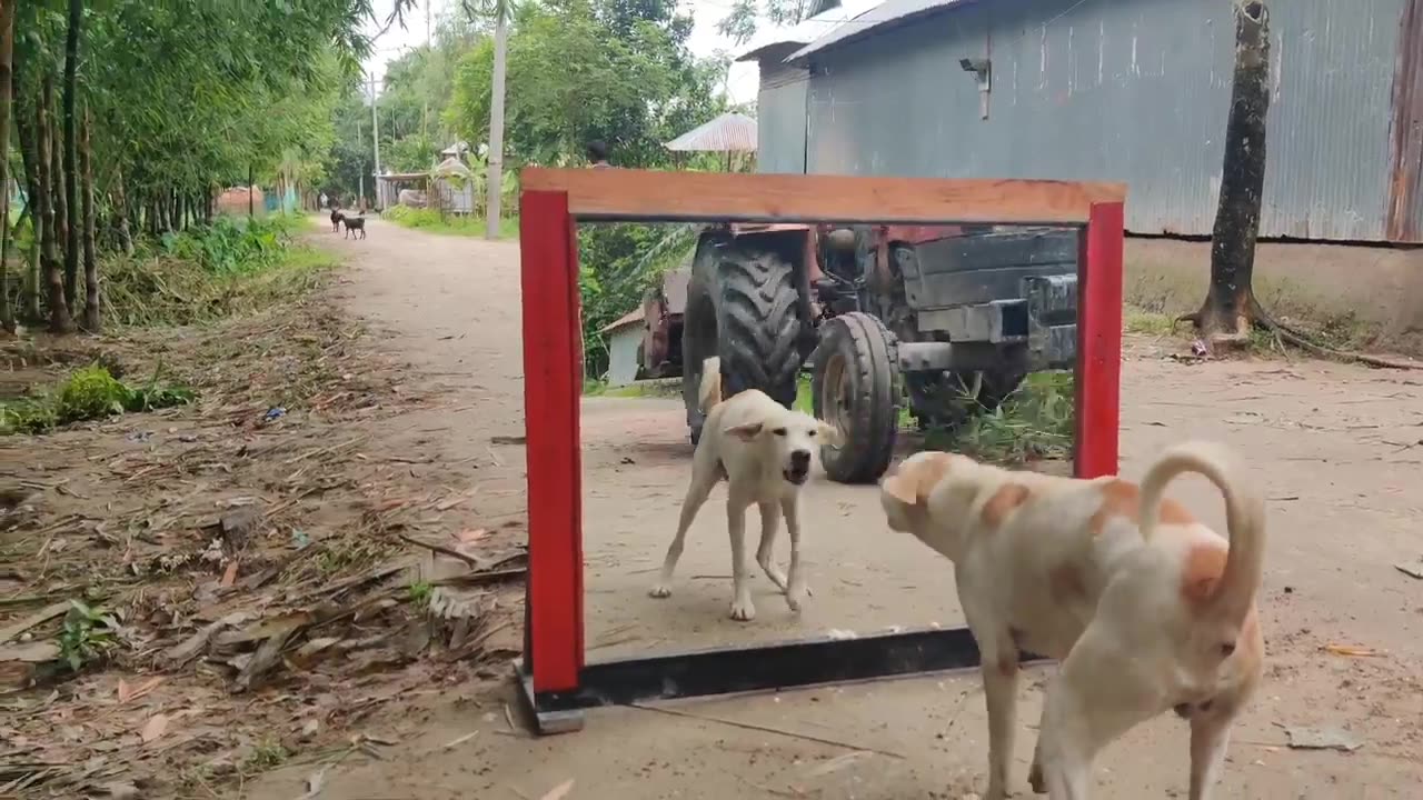 Dog see in #the mirror #🪞 and violent# so funny# 😂