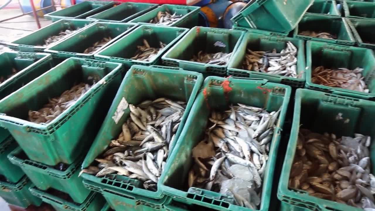 FISHING PORT IN PHUKET Catch of the day being sorted by the fishermen