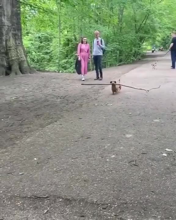 Funny dog and puppy 🐕 |#dog