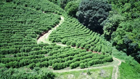 Fazenda Cedro - Tucano