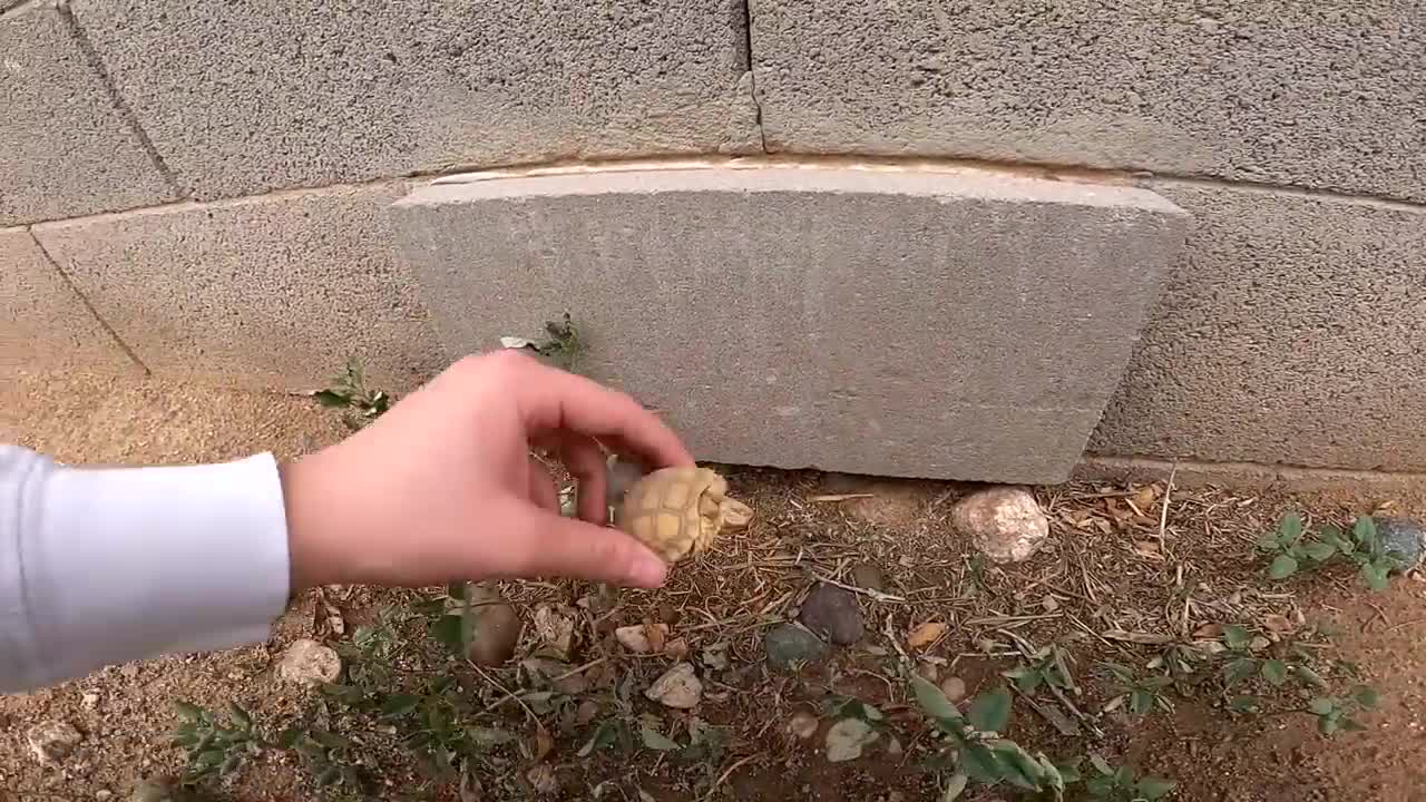 Baby Tortoises Hatching Out of the Ground-15