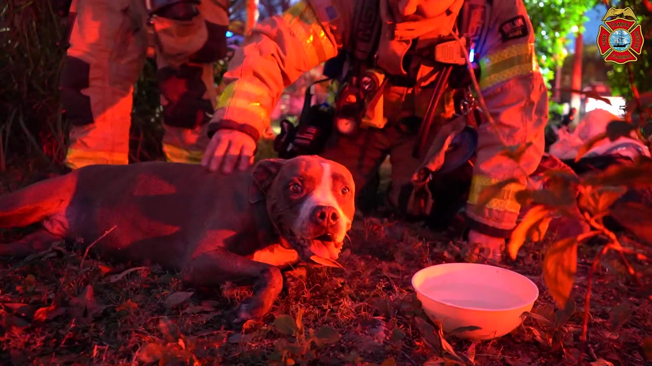 Tampa Firefighters Rescue Dog And Cats From Burning Home