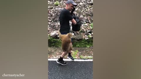Funny animal videos #8