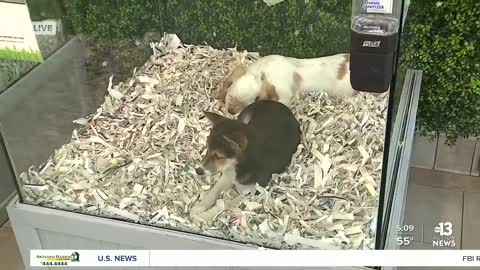 Police release images of suspects that stole puppies from Las Vegas pet stores