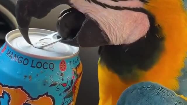 parrot singing a song