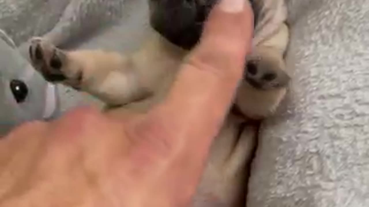 Dog video