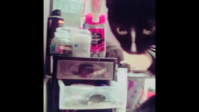 The greatest makeup artist is a cat