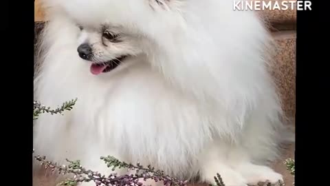 Cute Animals Compilation 🐾