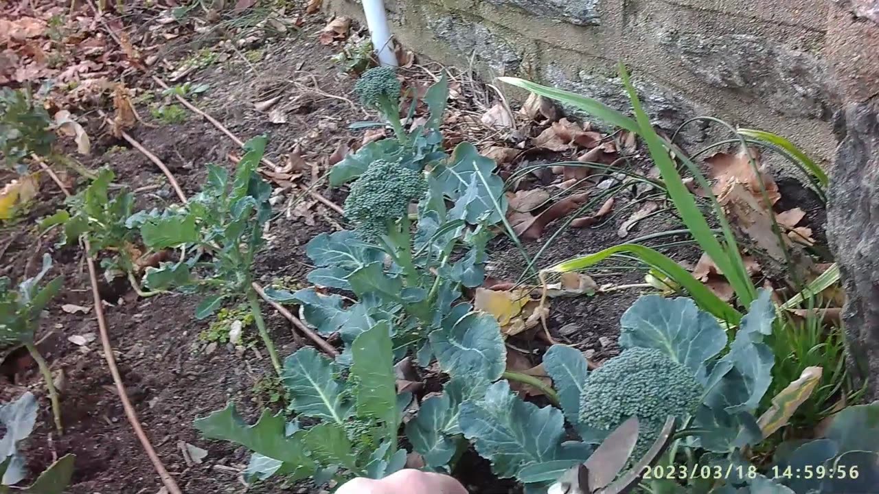 Harvesting Over Wintered Broccoli 2022/2023