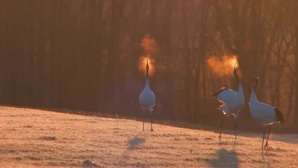 The Red Crowned Crane breathes in the sunset.