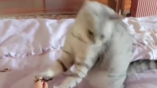 cat dance to music