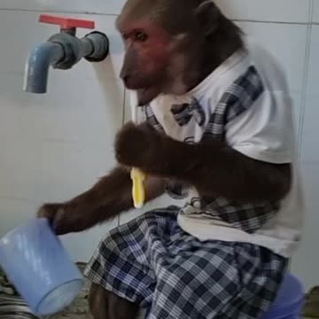 Monkey brushing his teeth in the morning