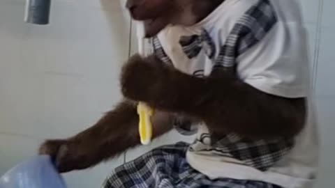 Monkey brushing his teeth in the morning