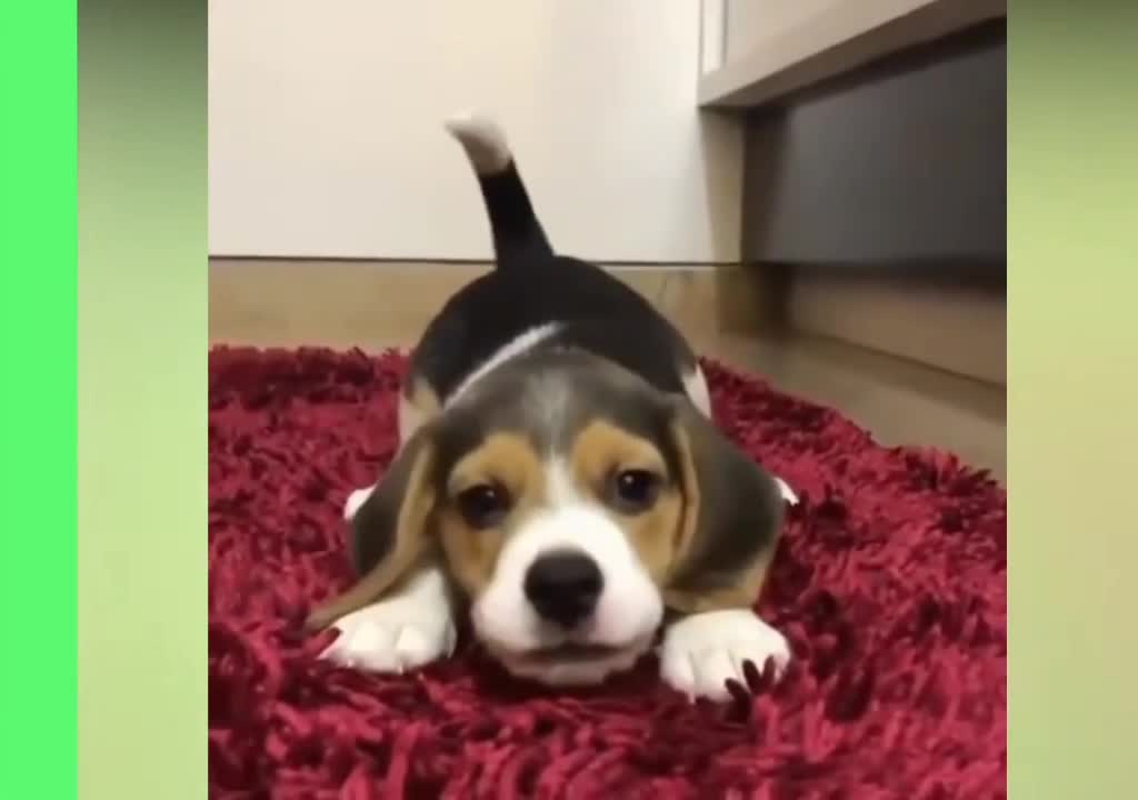 Funny gog || Cutest puppy complition || Cutest puppy ever || February 2022