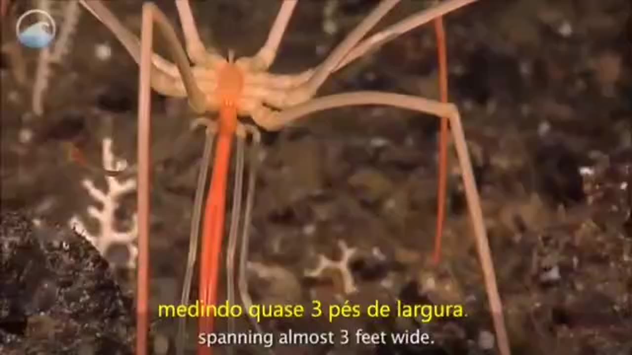 SEA SPIDER