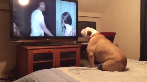 Bulldog watches horror movie,does something incredible during scary scene