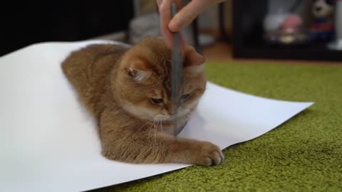 Try to draw a cat