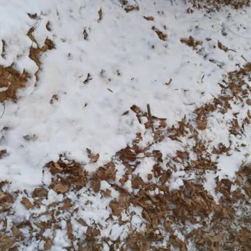 Wondering around the woods