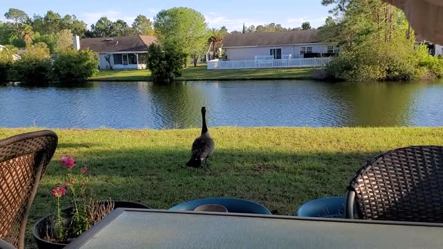 Zeek comes by, then more Geese and then the Plane!!!