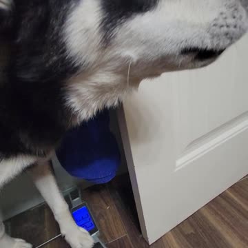 Puppy thinks he's a cow..