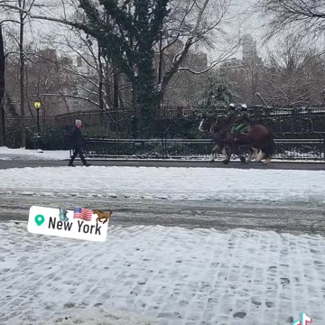 New York City Manhattan America USA Central Park Horses