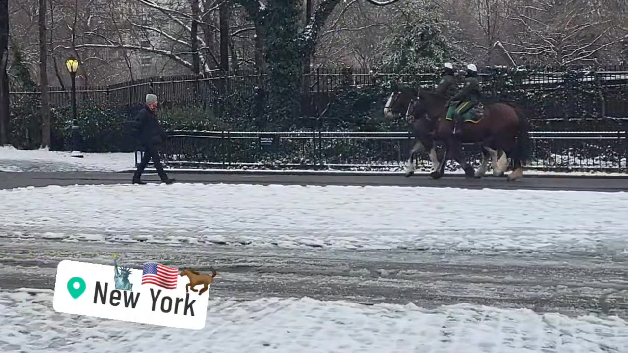 New York City Manhattan America USA Central Park Horses