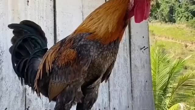 Rooster with a beautiful voice