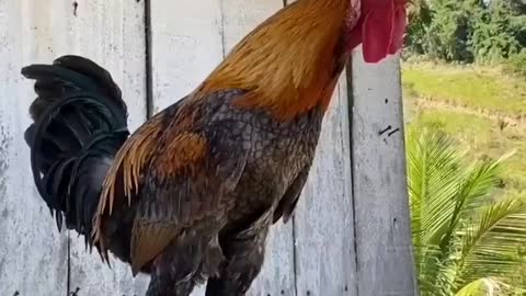 Rooster with a beautiful voice