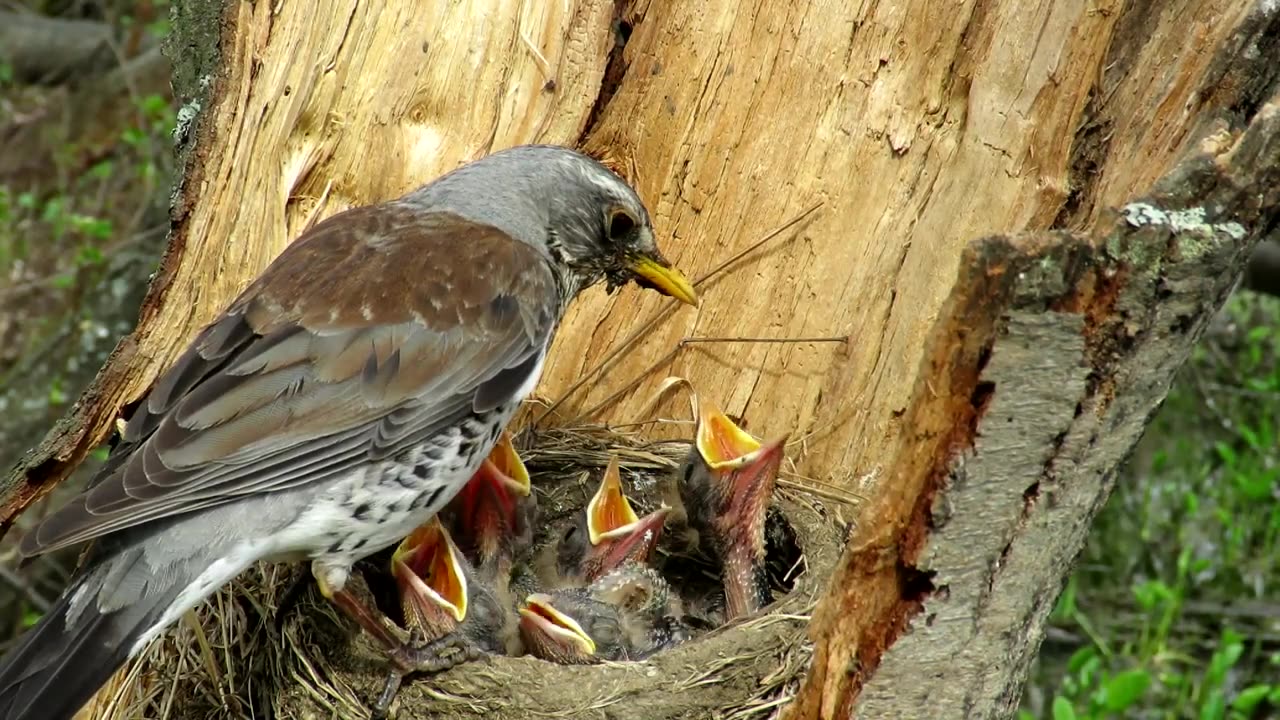 Thrush feeds its chicks with worms, Thrush nest