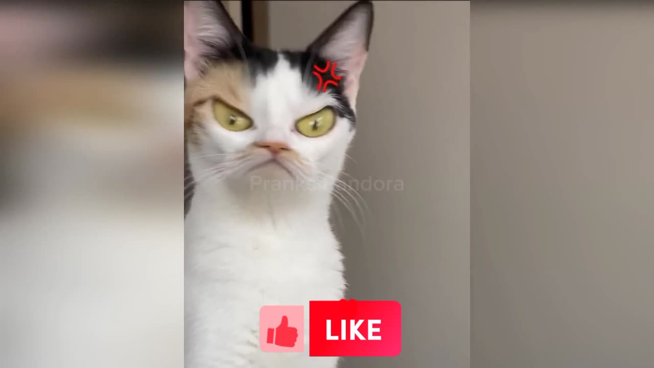 Funny ____ animals ---- cats and dog new videos 2023
