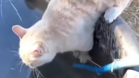 There are two means of refuge from the miseries of life: music and cats