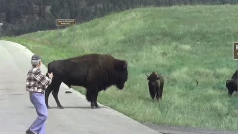 Bison attacking man